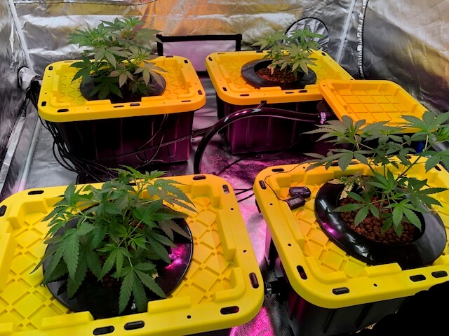 new totes for cannabis grow tent