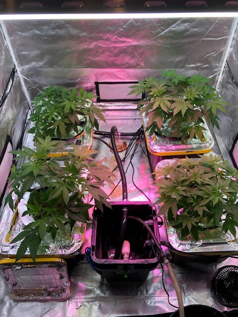 cannabis grow continues