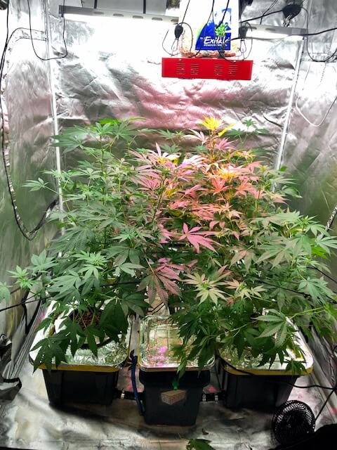 Blue dream plants growing larger