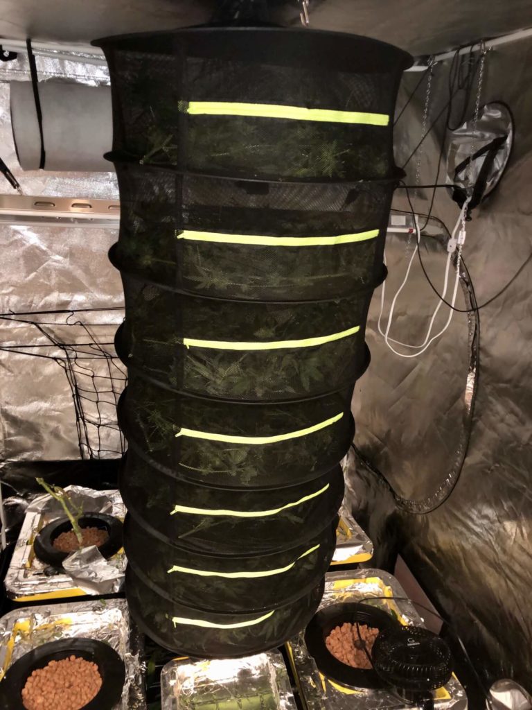 cannabis drying rack