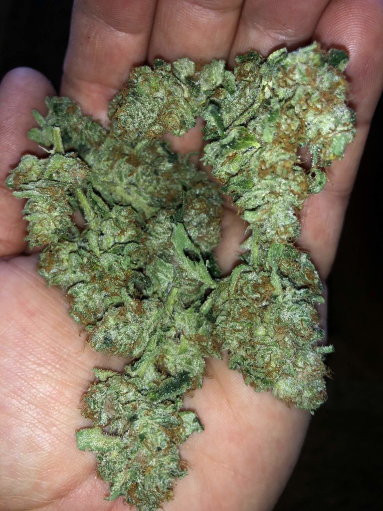 Blue Dream buds trimmed